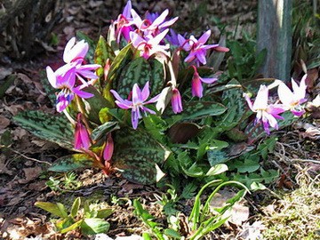 КАНДЫК СИБИРСКИЙ (Erythronium sibiricum) 